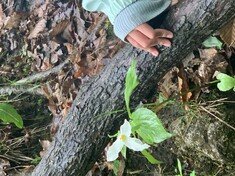 A girl's hand next to a blooming Trillium (provincial flower of Ontario)
